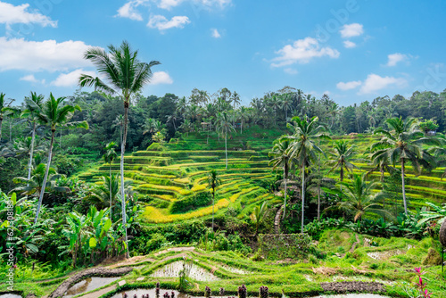 Tegalalang beautiful green rice terrace in Bali, Indonesia
