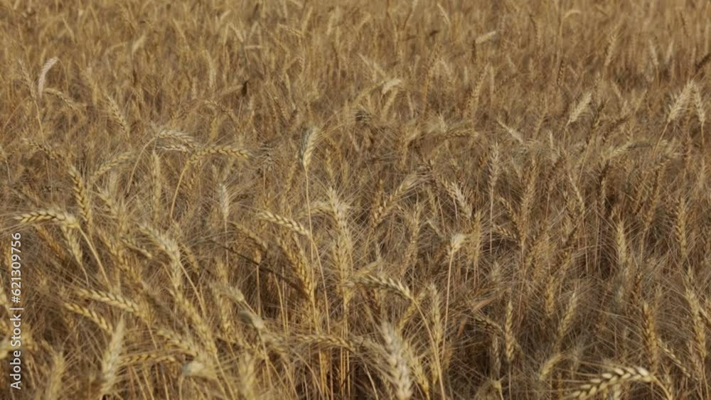 close up of yellow wheat field countryside close up of yellow wheat field countryside