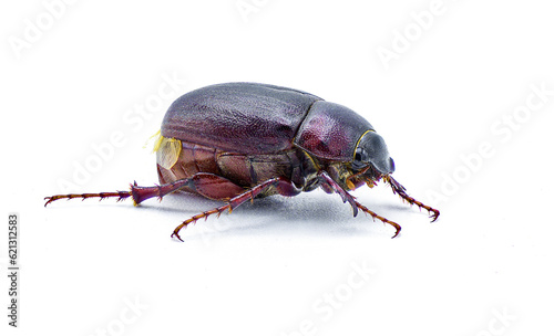 Brown June beetle bug insect - Diplotaxis punctatorugosa - a scarab found in Florida, isolated on white background side profile view