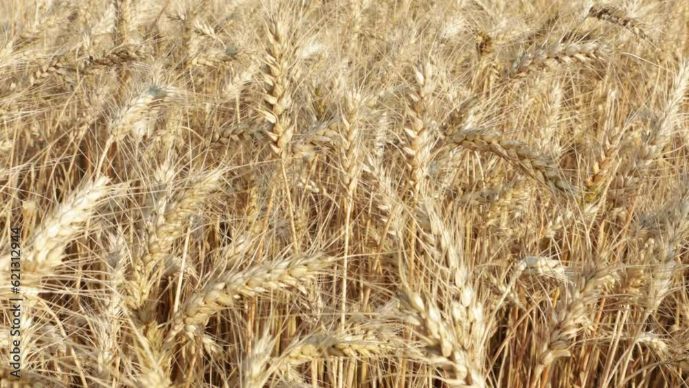golden wheat close up field in summer golden wheat close up field in summer