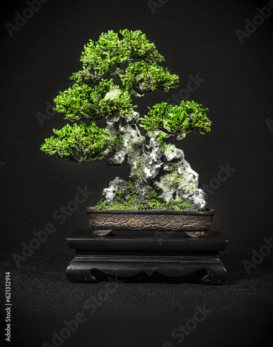 Japanese bonsai tree has a beautiful green color placed on a white wooden table. Waiting to send to customers as a gift in the festival to decorate the restaurant