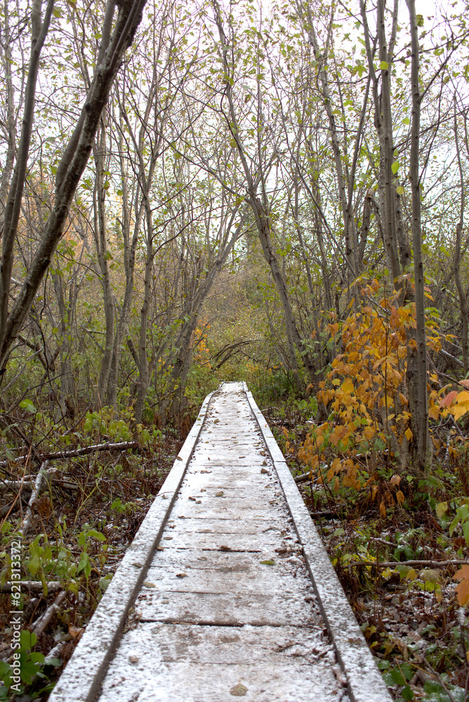 Fototapeta premium Snowy Trail