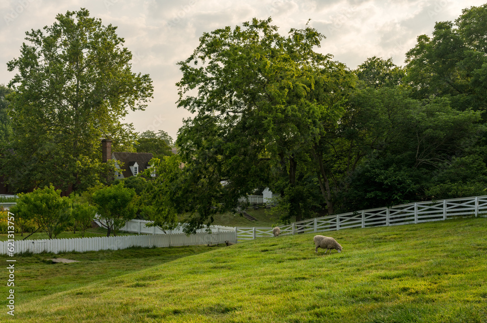 Sheep grazing in traditional white fenced meadow in Williamsburg Virginia