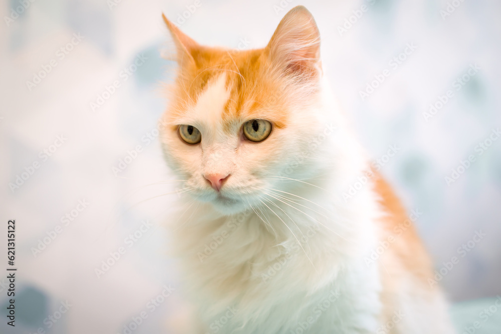 A white cat with red spots looks at the camera. Pretty adult domestic cat at home The serious look of the cat.