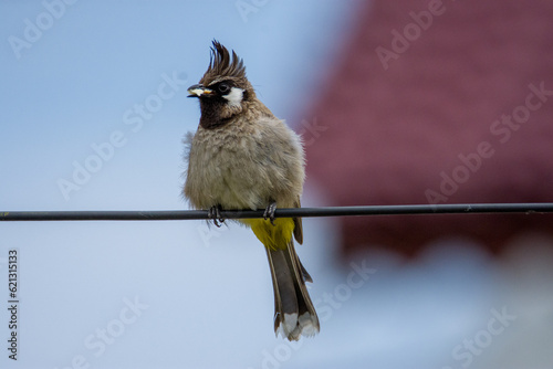 A Himalayan Bulbul 