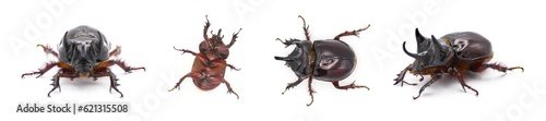 Fotografie large male adult Ox Beetle or elephant beetle - Strategus aloeus showing three horns