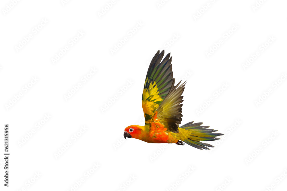 Beautiful of Sun conure parrot flying isolated on transparent background png file	