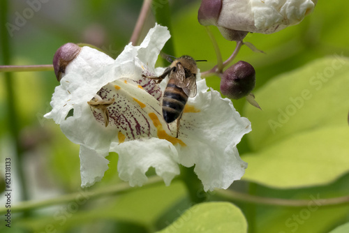 Bee visiting the flower from the Catalpa bignoides Aurea - Golden Indian Bean