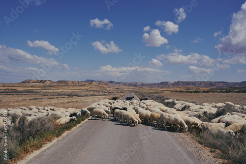 Troupeau de moutons traversant la route dans le desert (3) photo