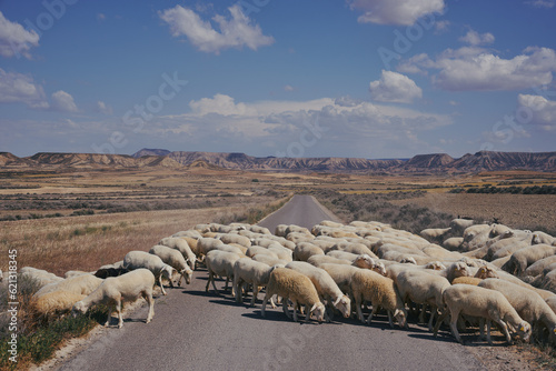 Troupeau de moutons traversant la route dans le desert (2) photo