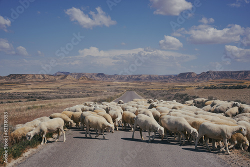Troupeau de mouton dans desert (1) photo