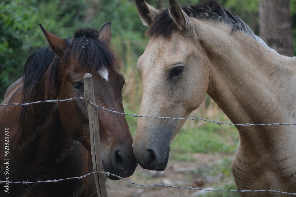 caballo