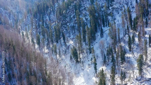 Altai mountains in winter: forest on the shores of Teletskoye Lake. Aerial view.