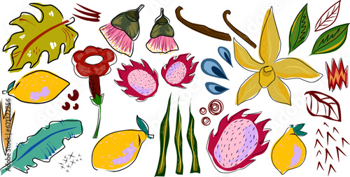 Tropical vector set of elements in flat style. Exotic fruits and plants, pitaya, lemon, vanilla, leaves, eucalyptus. Elements for design