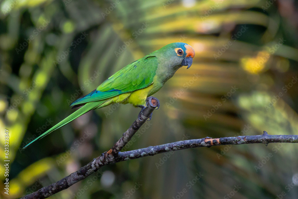 Obraz premium A Peach-fronted Parakeet also know as Periquito-rei perched on a branch in the middle of the woods. Species Eupsittula aurea. Animal world. Bird lover. Birdwatching. Birding.