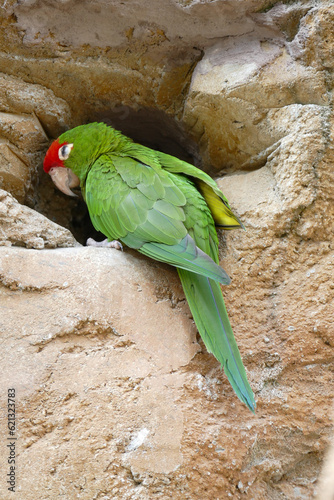 Zoo Animals
