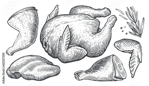 Whole raw chicken carcass and parts of meat cutting. Farm food set engraving style. Sketch vector illustration