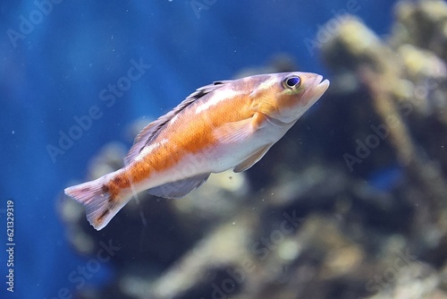Plakat w ramie The comber, Serranus cabrilla
