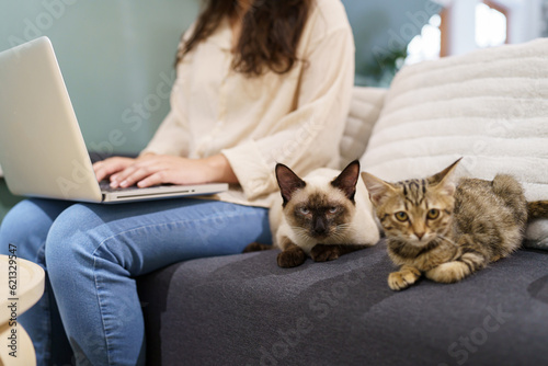 woman working from home with cat. cat asleep on the laptop keyboard. assistant cat working at Laptop