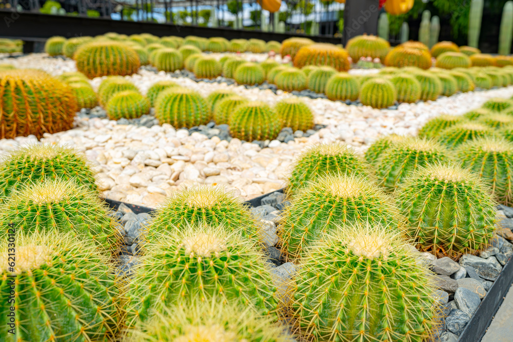 Cactus plant leaves pattern.