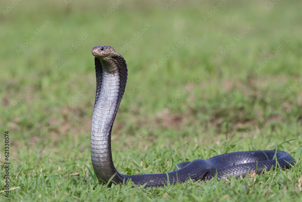 Fototapeta premium Javanese spitting cobra on a grassland