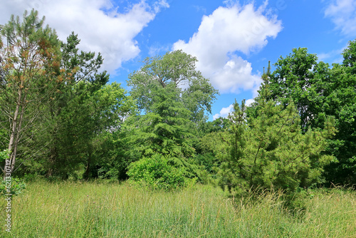 A scenic woodland landscape with pine trees and green grass