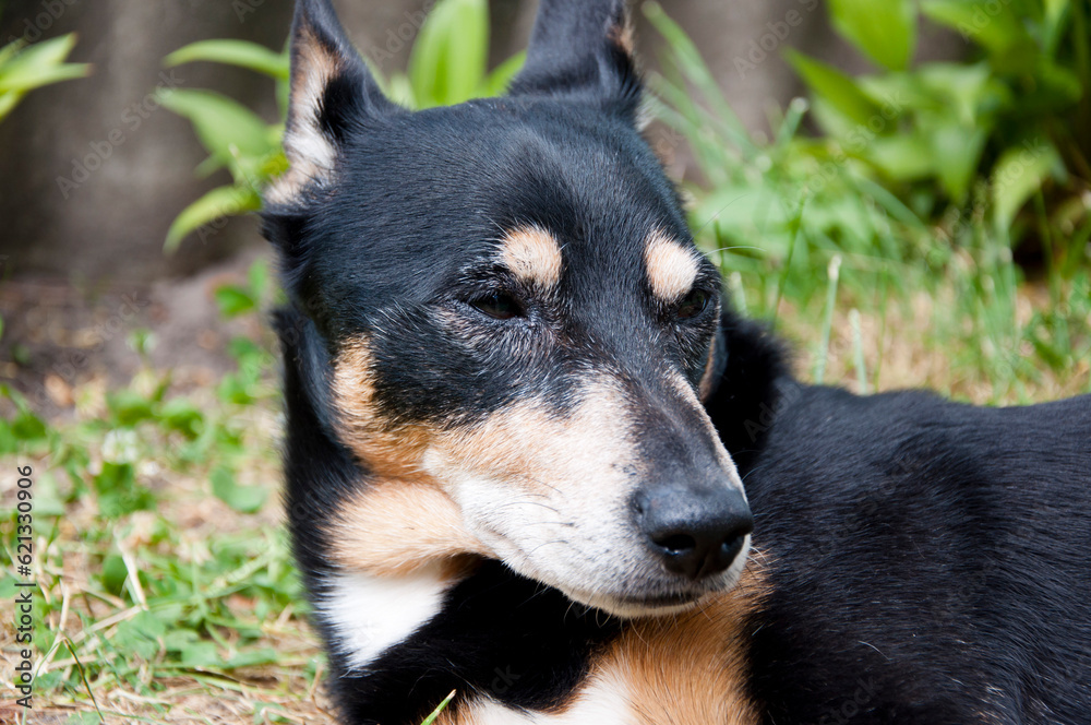 dog relax outdoot. pet relaxing on grass. Tranquil dog finding calm and relaxation outside. A dog at ease in an outdoor setting. Happy pet dog exploring the outdoors. Outdoor bonding dog relax outdoot. pet relaxing on grass. Tranquil dog finding calm and relaxation outside. A dog at ease in an outdoor setting. Happy pet dog exploring the outdoors. Outdoor bonding