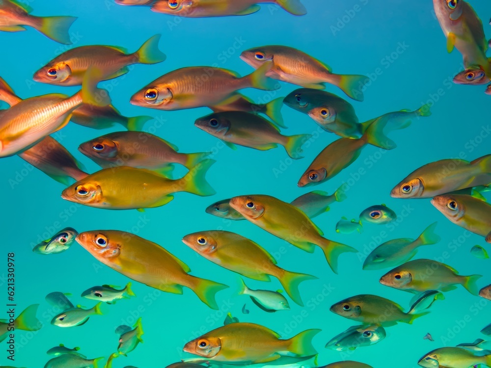 Fototapeta premium different colorful fish in the water