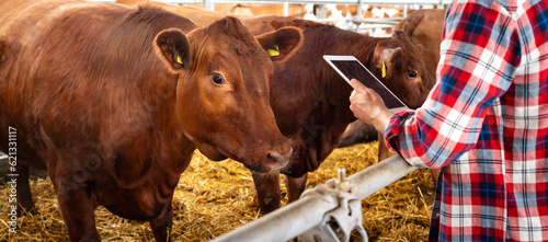 Animals health and condition control at livestock farm using wireless technology digital tablet and microchip.