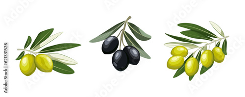 Vector illustration of black and green olives branch isolated on white background. Color set olives with leaves in cartoon and flat simple style. Design for olive oil, health care products.