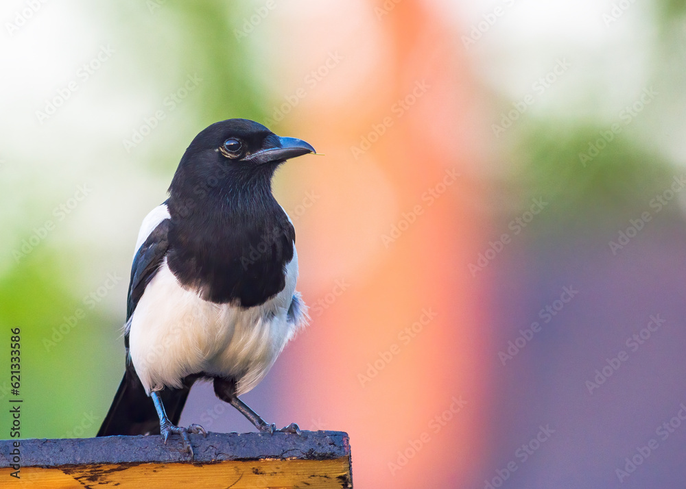 Fototapeta premium Magpie on the roof of a feeder
