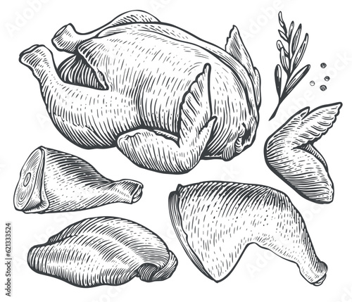 Fresh raw chicken, poultry meat parts. Breast fillet, wings and legs. Cooking, food concept sketch vector illustration
