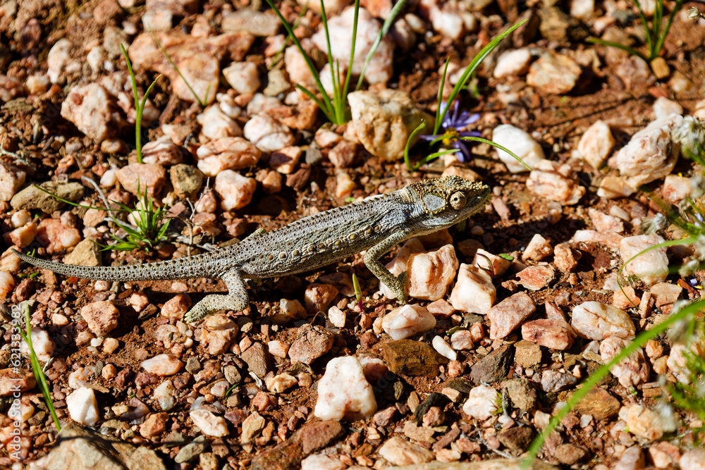 A chameleon crossing a gravel pathway in full sunlight in the Karoo Botanical Garden, Worcester, South Africa. A chameleon crossing a gravel pathway in full sunlight in the Karoo Botanical Garden, Worcester, South Africa.