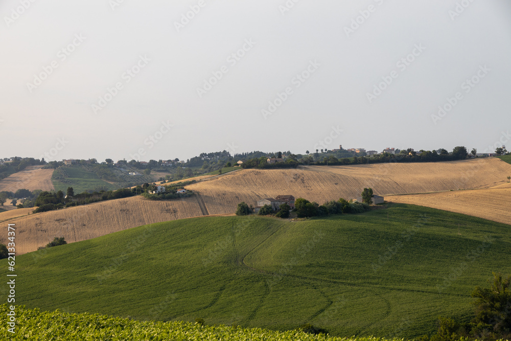 Marche Region Countryside with grainfields near San Marcello
