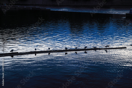 Water birds lining on a river log in the twilight light forming a strong constrast - copy space photo