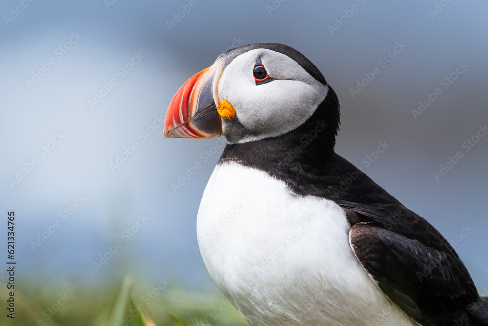 Naklejka premium Atlantic puffin on Lunga Island, Treshnish Isles, Scotland, UK