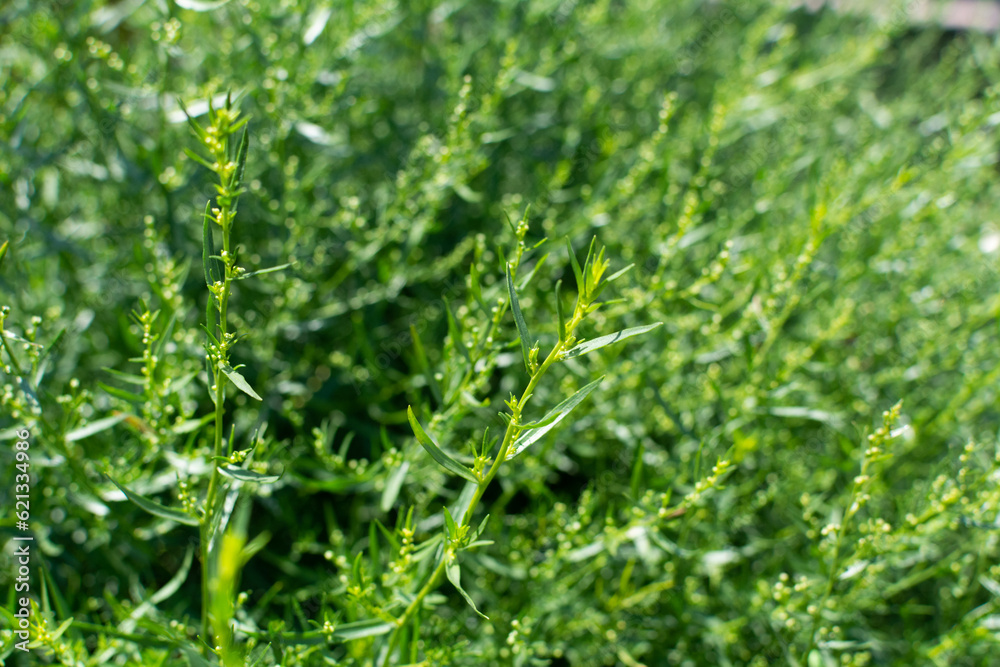 Tarragon. Tarragon background, selective focus, shallow depth of field Tarragon. Tarragon background, selective focus, shallow depth of field