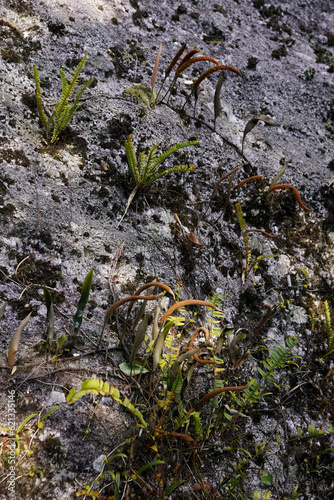 Wild grasses growing on surface of granite gray rock photo