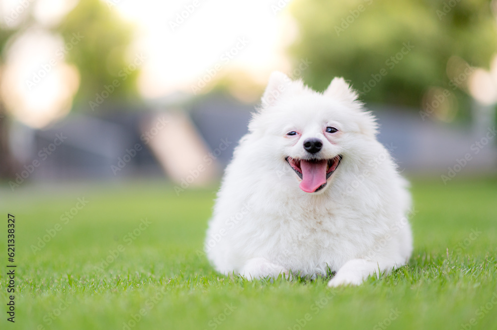 My puppy in the grass My puppy in the grass