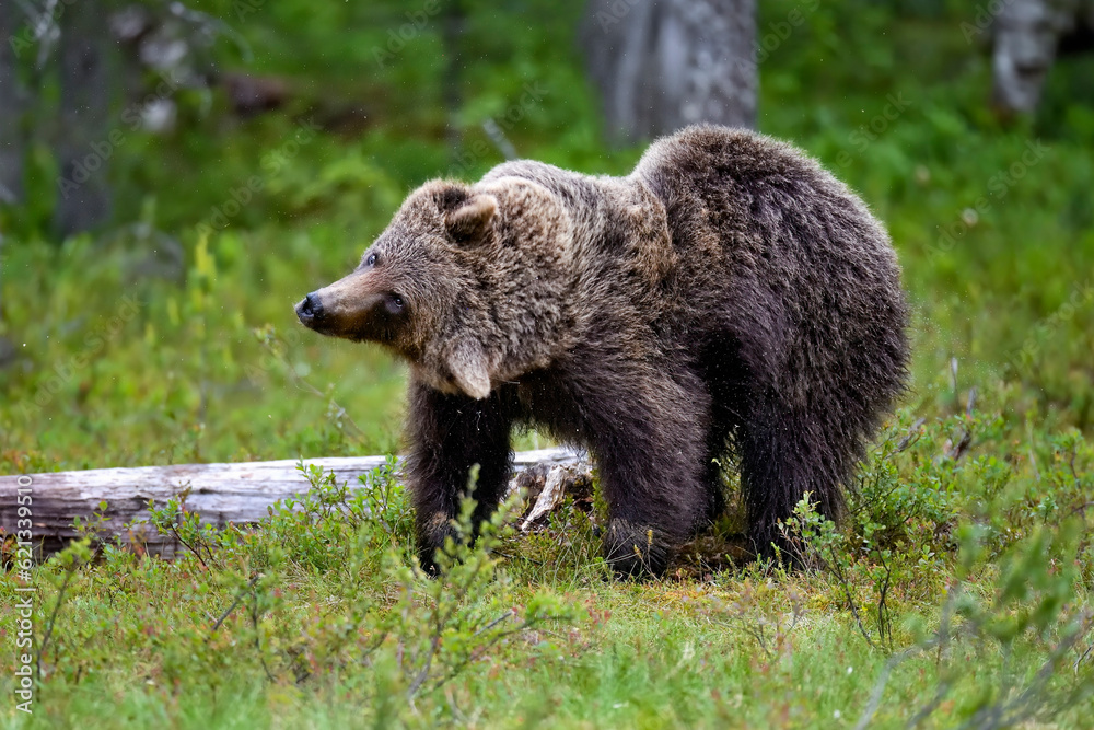 Brown bear does some housekeeping by rinsing off all water and dust from the fur.