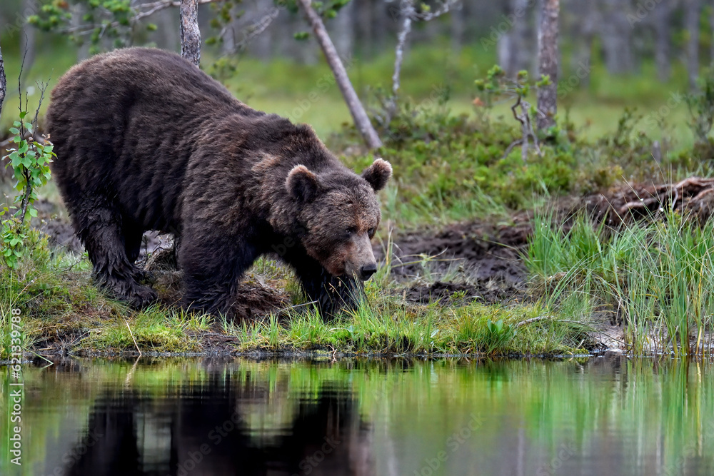 Brown bear, late night visitor at the swamp lake in the forest.