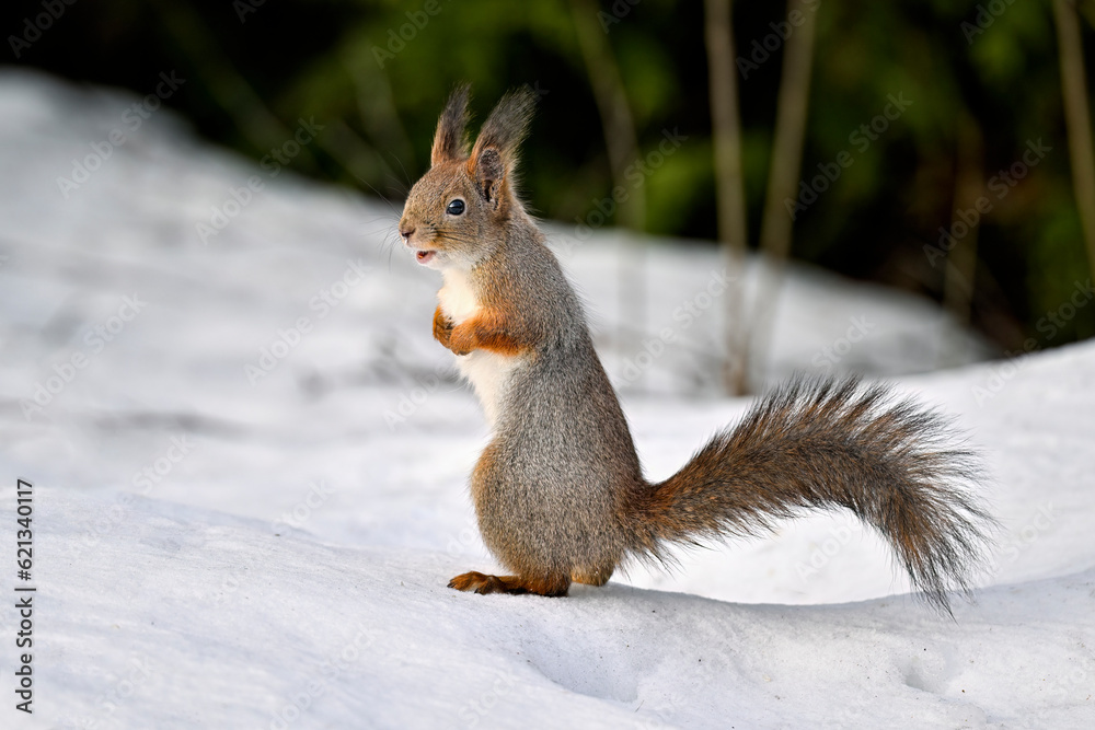 Squirrel on the snow Squirrel on the snow