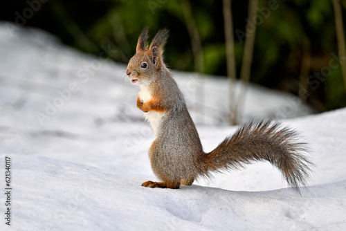 Squirrel on the snow © hakoar