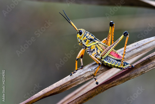 Fototapete Beautiful Eastern lubber grasshopper ready to escape from the scene