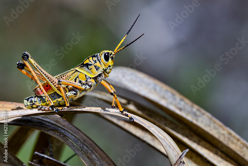 Beautiful Eastern lubber grasshopper ready to escape from the scene.