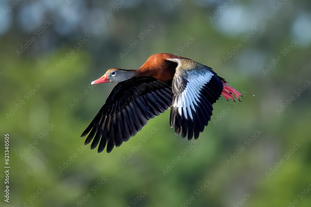 Fototapeta premium Black-bellied Whistling-duck in flight.