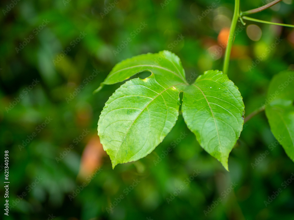 Close up shot of green leaves with blurred background. Close up shot of green leaves with blurred background.