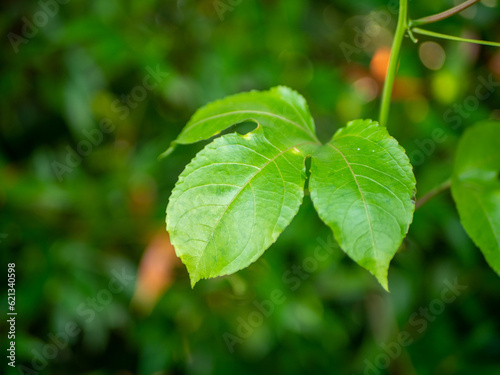 Close up shot of green leaves with blurred background.