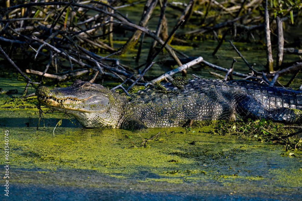 American Alligator