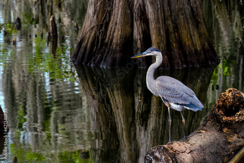 Great Blue Heron in the habitat.